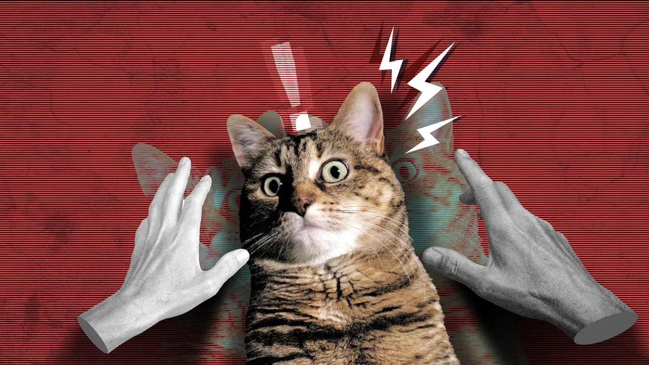 Por qué no es buena idea acariciar a un gato para bajar tu estrés