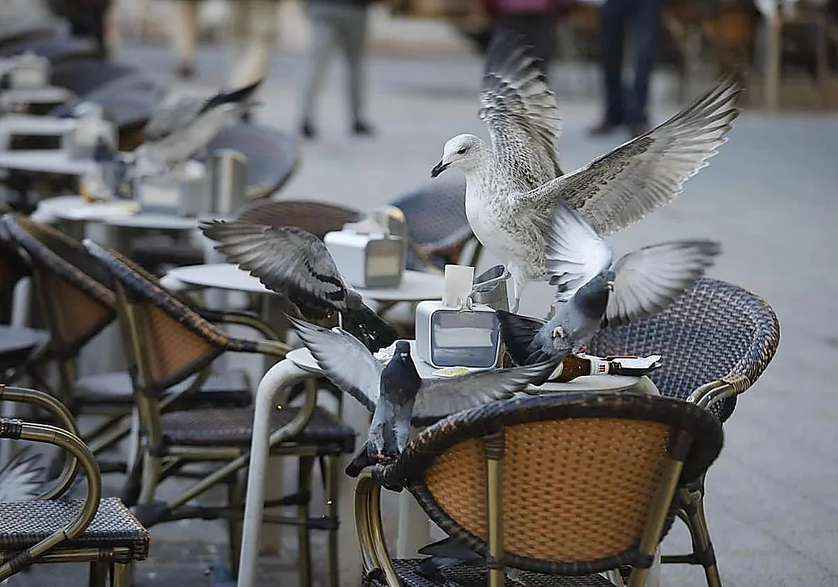 La gaviota