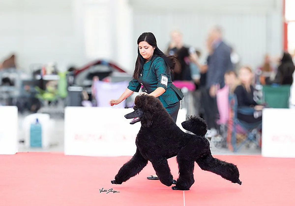 Torremolinos standard poodle Tarón crowned world champion