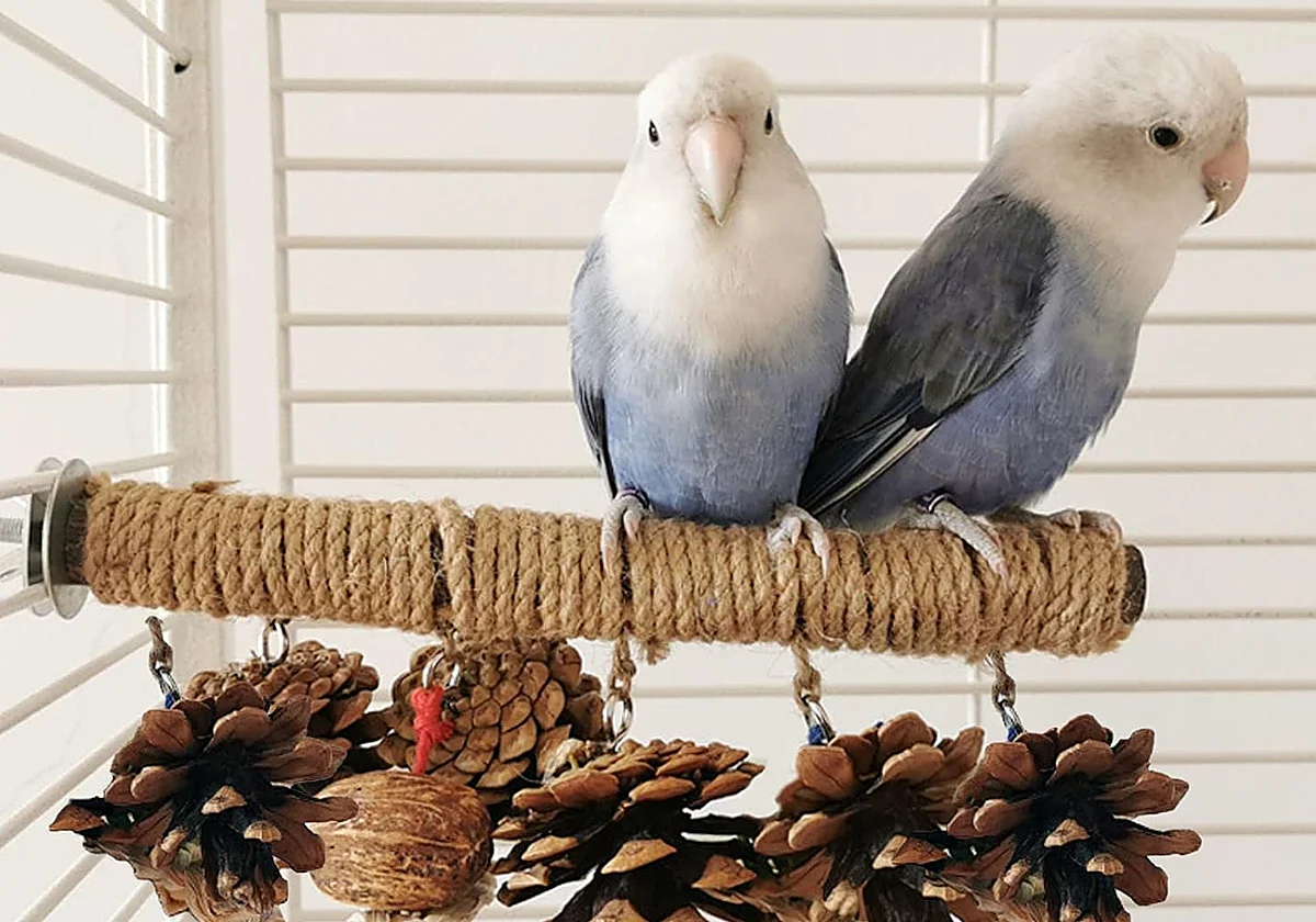 No te pierdas estos juguetes para loros, cacatúas y toda clase de pájaros
