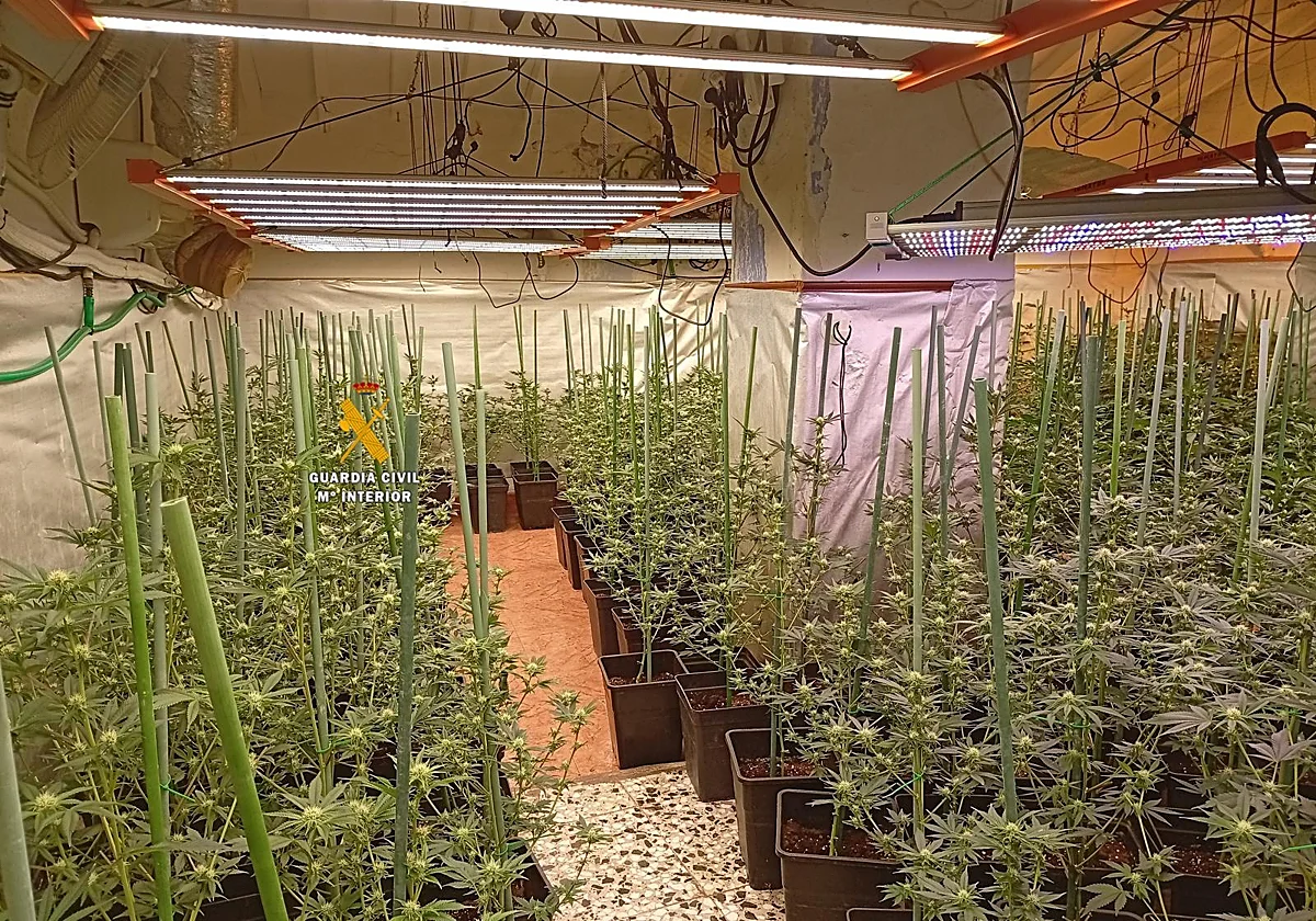 Dos detenidos en Benamargosa por cultivar marihuana y enganchar la luz ilegalmente
