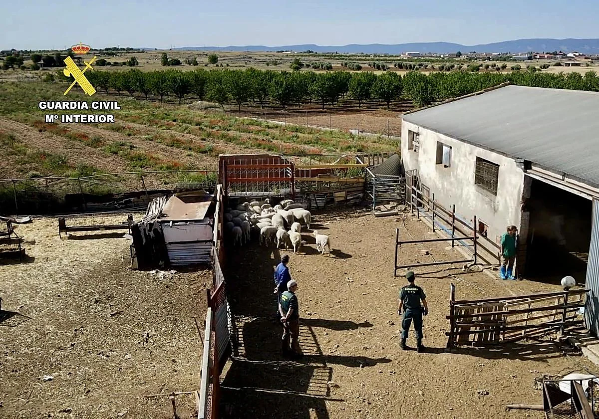 Sacrificadas más de 200 ovejas y cabras de una explotación ganadera de Toledo que vendía su carne sin ningún control sanitario