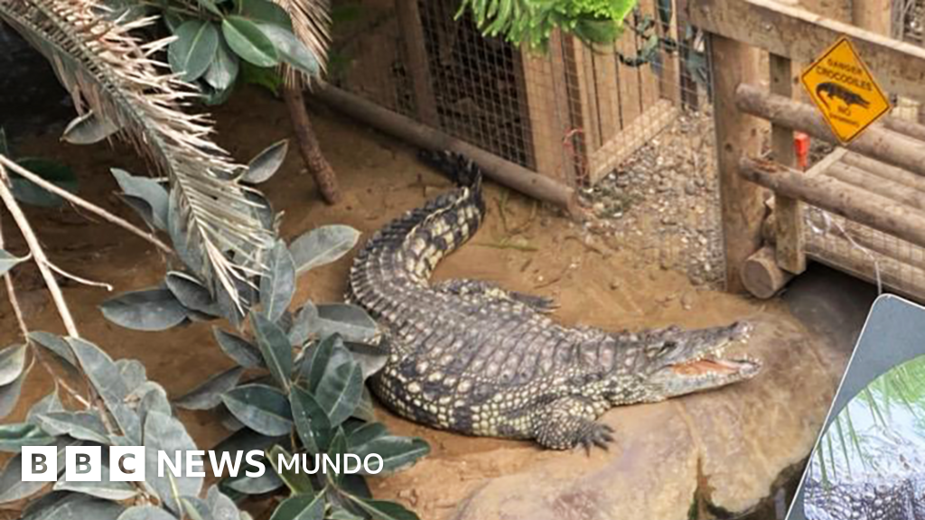 El escalofriante caso del hombre que arrojó a un niño de 3 años al foso de los cocodrilos en un zoológico de Reino Unido