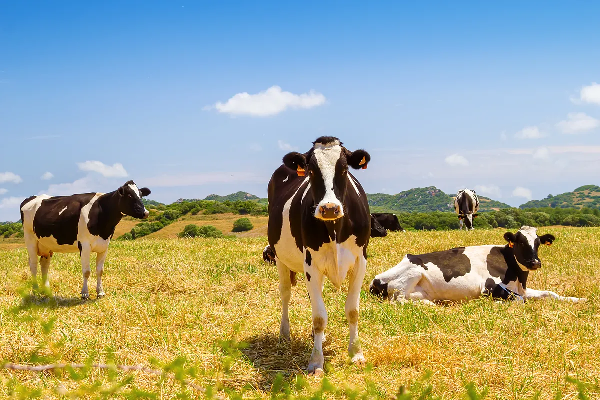 China impone aranceles de hasta el 42,7% a algunos lácteos de la Unión Europea