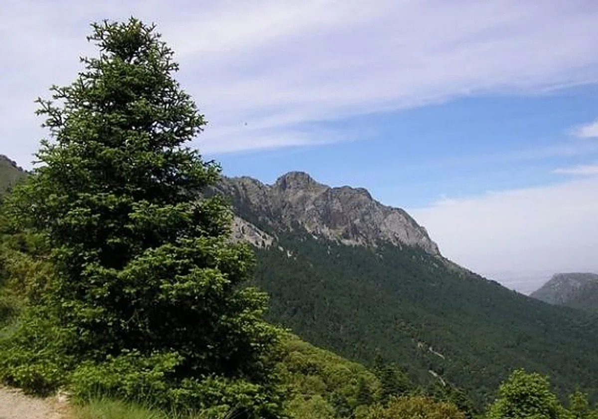 La Junta ensaya en Cortes de la Frontera nuevas repoblaciones de pinsapo frente al cambio climático