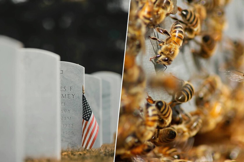 Creíamos que las ciudades eran un desierto para las abejas, pero bajo este cementerio de Nueva York viven 5,5 millones