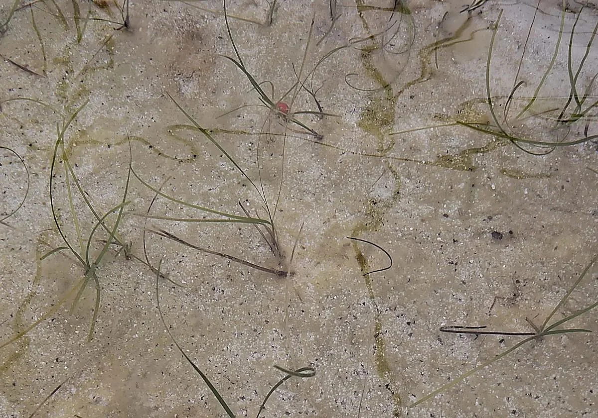 Las plantas marinas cultivadas en invernadero en Rincón llegarán este verano al Mediterráneo