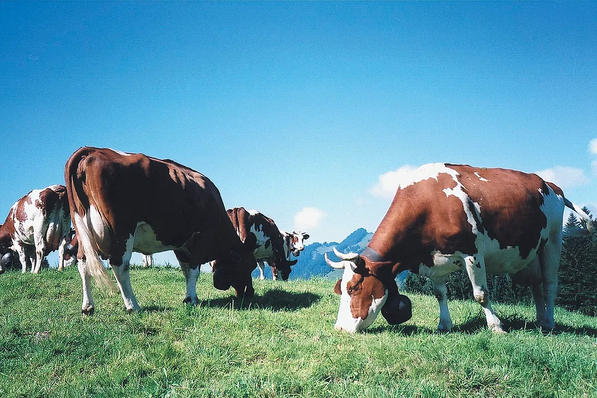 China impone aranceles de hasta el 42,7% a la industria láctea de la UE