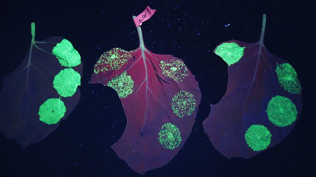 Estas plantas modificadas brillan en la oscuridad y cambian de color cuando detectan un virus