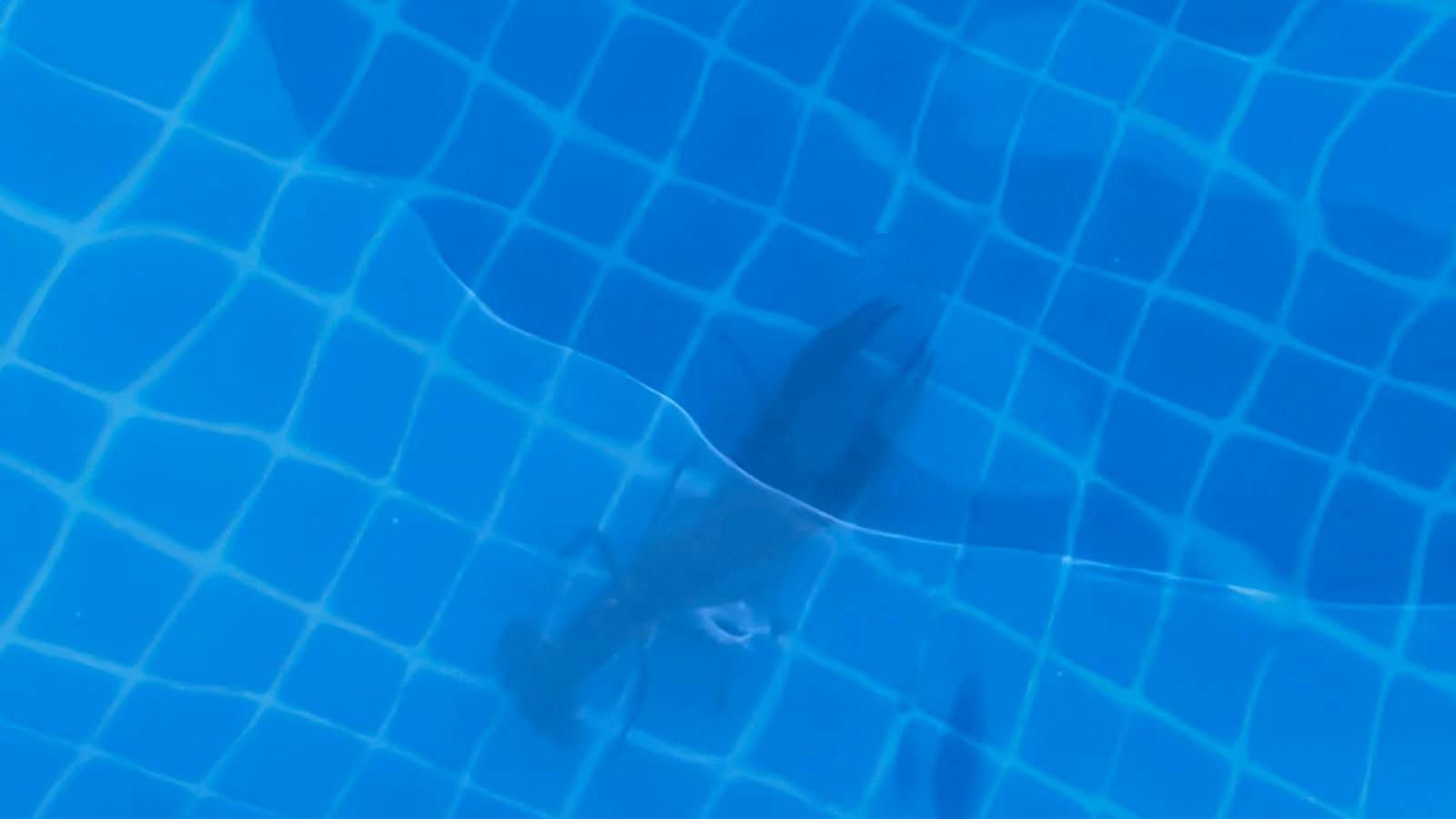 Sueltan varios cangrejos de río en una piscina de Toledo: "Qué bien estábamos cuando solo había un tonto por pueblo"
