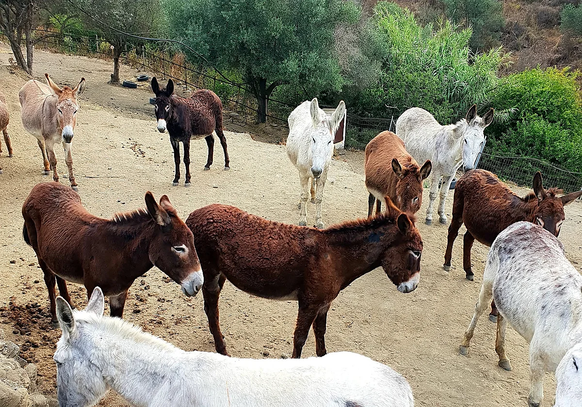 Donkey Dreamland launches appeal to fund wildfire protection measures