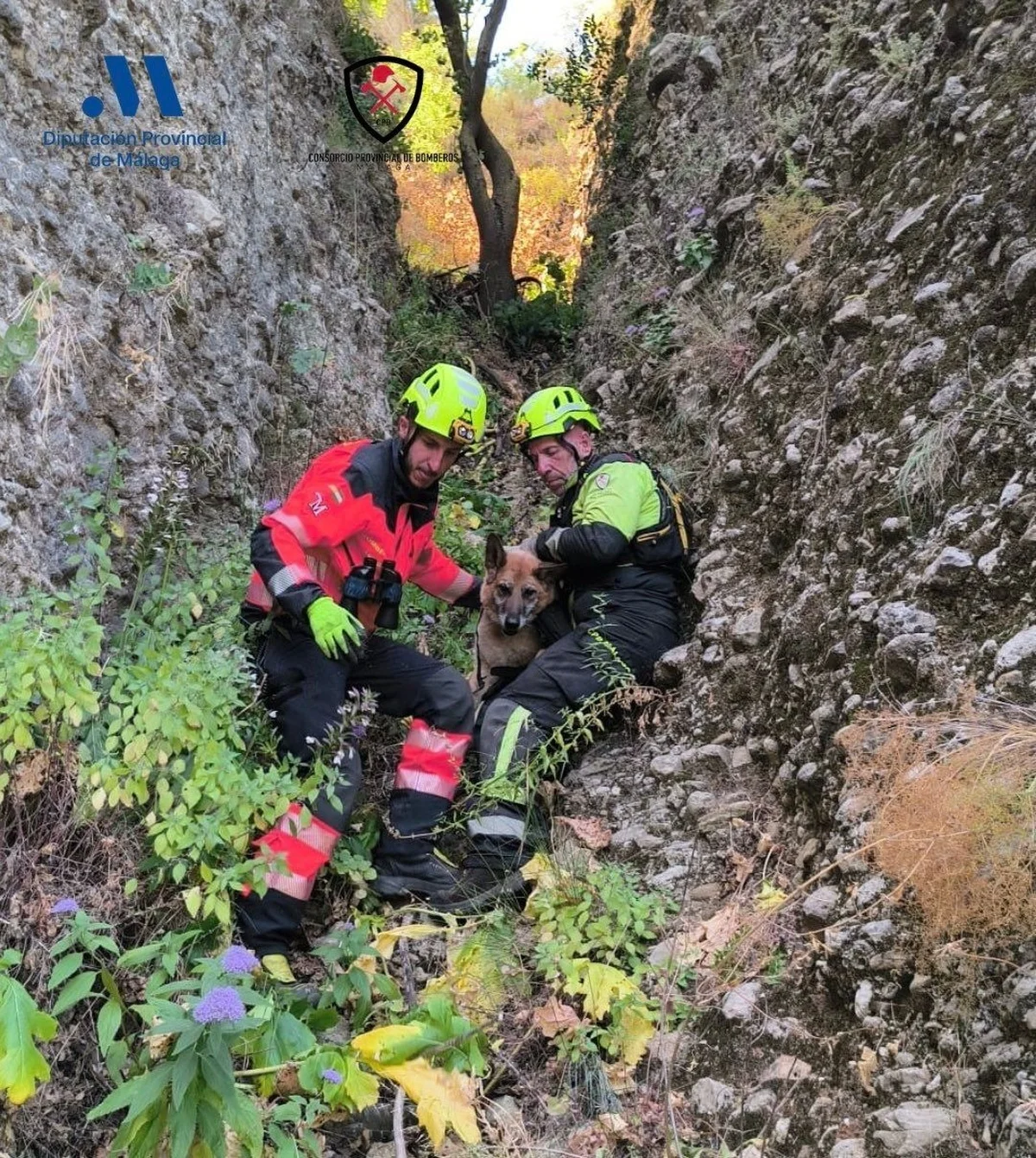 Bomberos rescatan a un perro que cayó desde una altura de 60 metros en la zona del Tajo de Ronda
