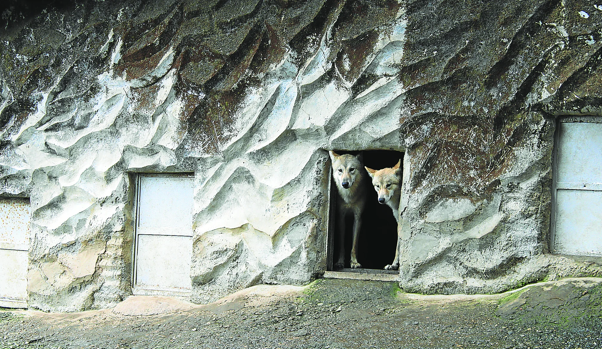 Perros contra lobos en la cima del mundo