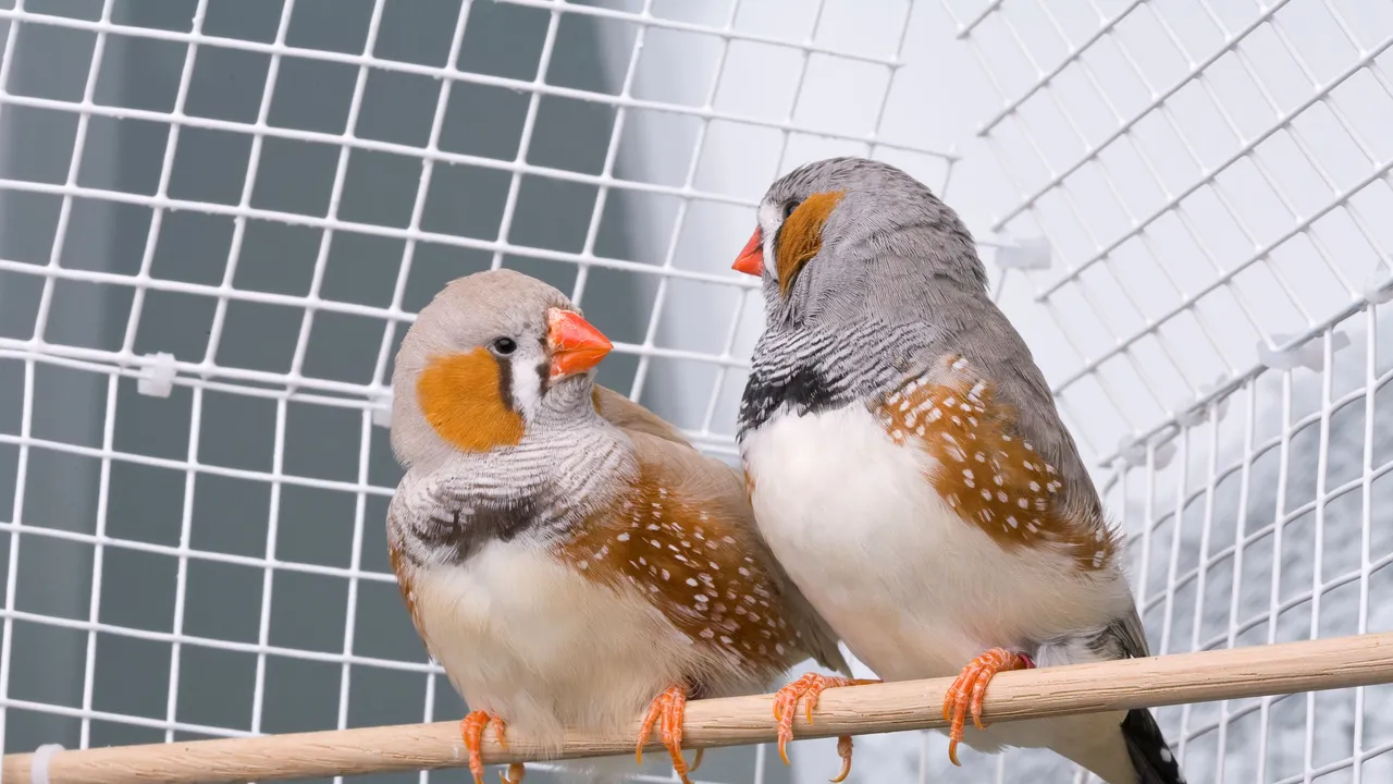 ¿Qué dicen las aves? Una científica descifra el significado y gana 100,000 dólares