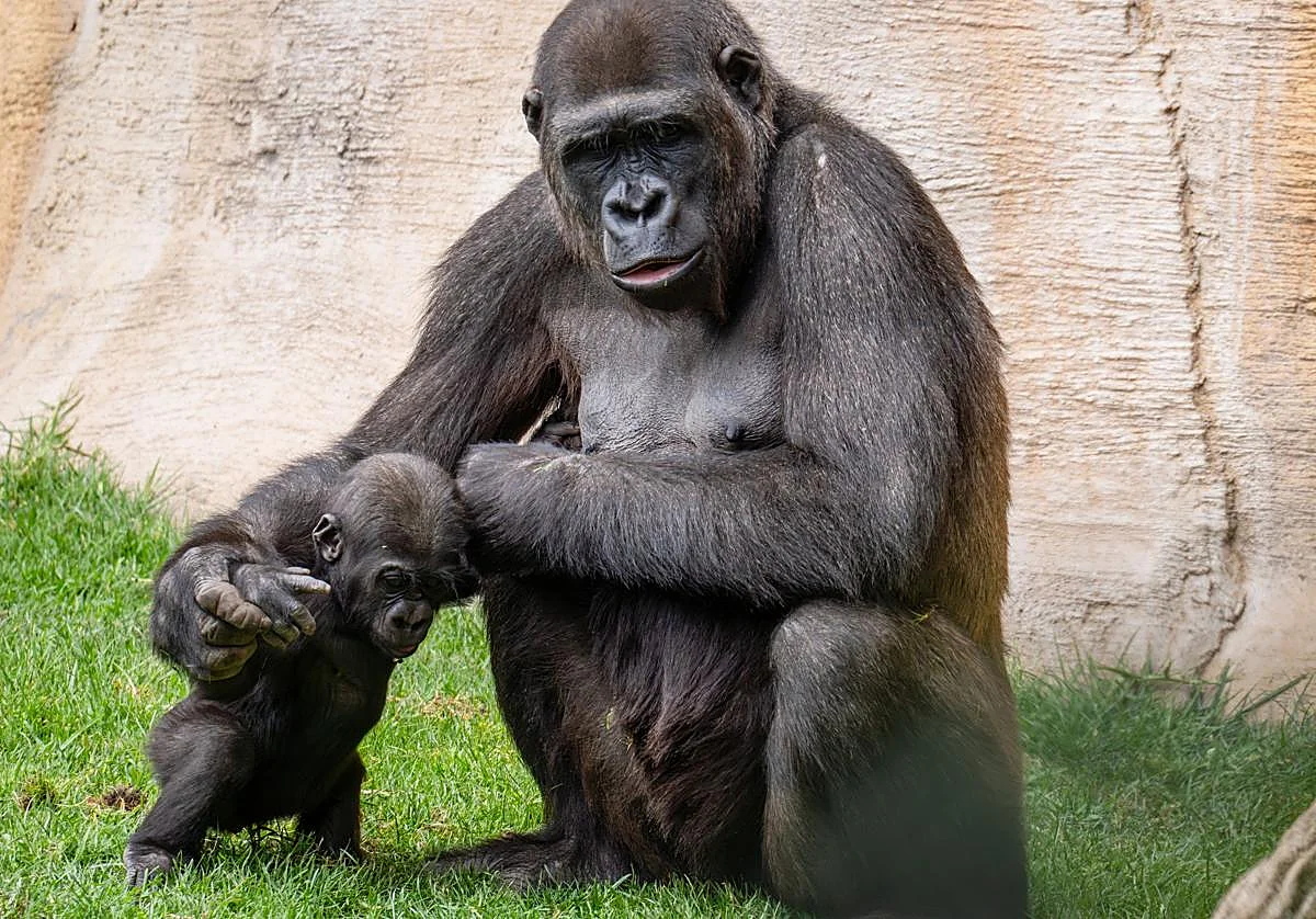 El verano descubre una nueva forma de visitar BIOPARC Fuengirola cuando cae la tarde