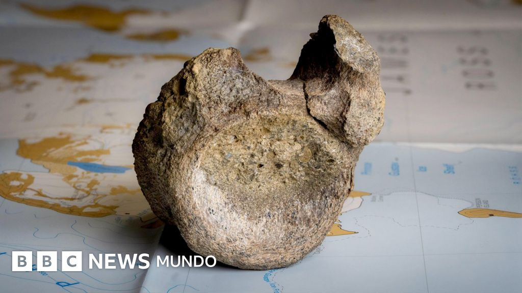 Encuentran olvidado en un cajón el primer hueso de un dinosaurio que habitaba en una Antártida cubierta de bosques