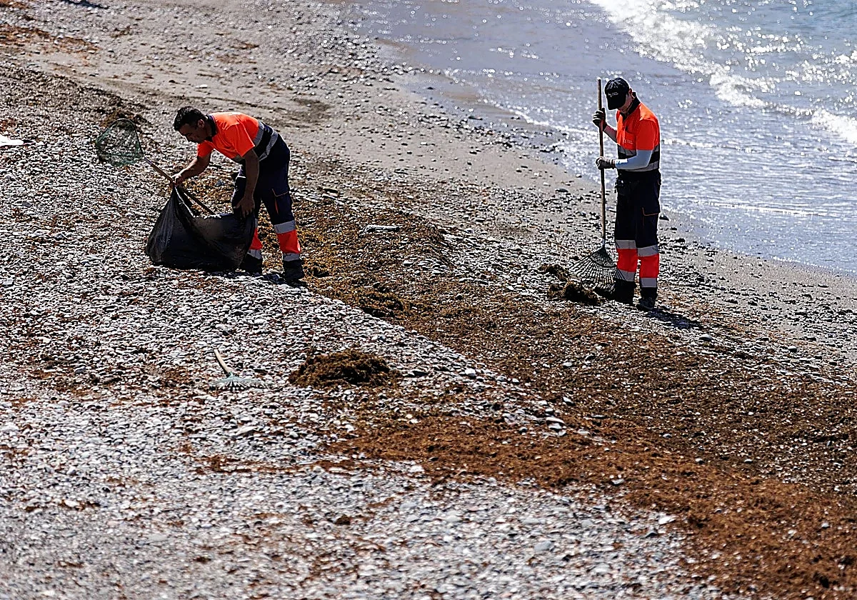 Costa del Sol doubles invasive Asian seaweed removal efforts