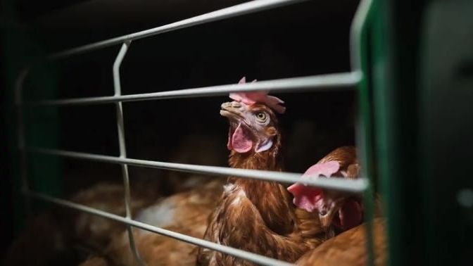 El mayor brote de Newcastle en Valladolid afecta a una explotación con más de 301.000 gallinas en Olmedo