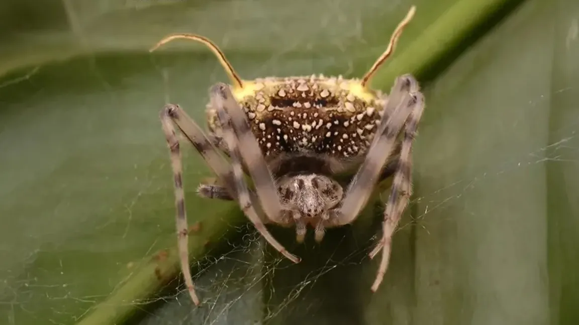 Esta araña sobrevive haciéndose pasar por un zombie infectado por un hongo