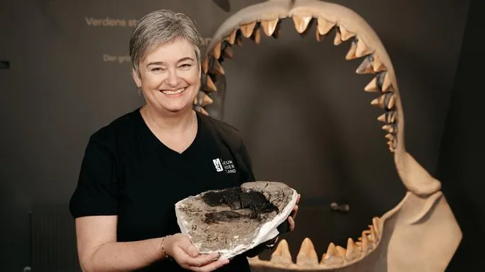 Al fin conocemos el tamaño del megalodón gracias al redescubrimiento de sus vértebras