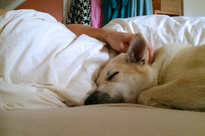 Creíamos que dormir con nuestro perro o gato era una idea reconfortante y saludable. La ciencia demuestra que destroza tu descanso nocturno