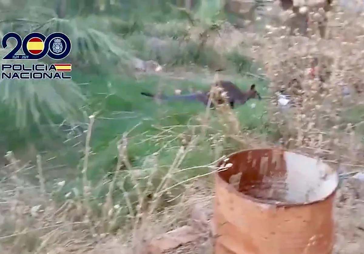 Canguros entre marihuana en una finca de Ciudad Real