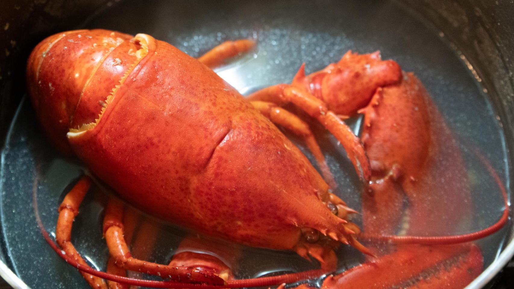 Alerta en Reino Unido por la ley que prohíbe cocer vivas gambas, langostas y otros mariscos por crueldad animal: "Es tortura"