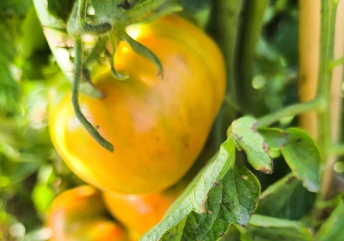 Tomate Huevo de Toro: cómo reconocer el auténtico, dónde comprarlo y cómo disfrutarlo