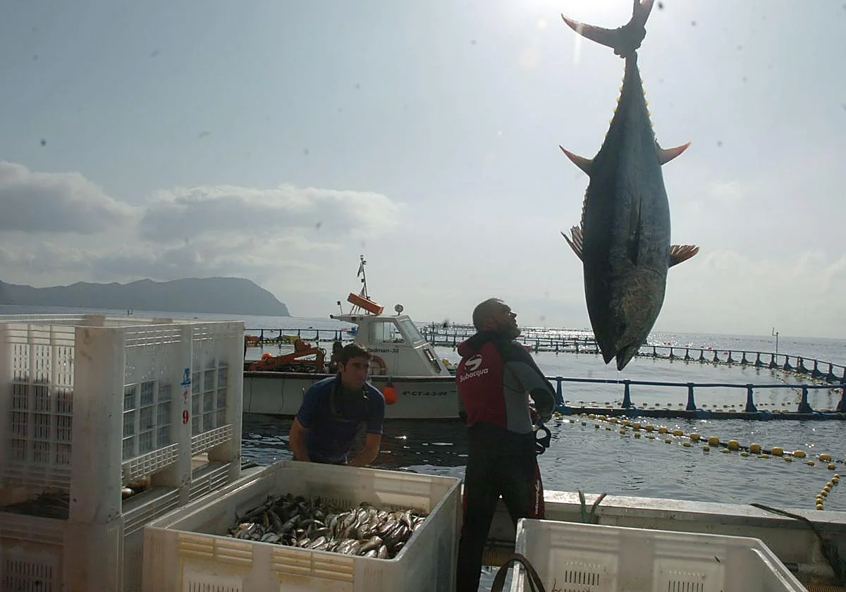 Gibraltar environmental department pauses bluefin tuna season until August