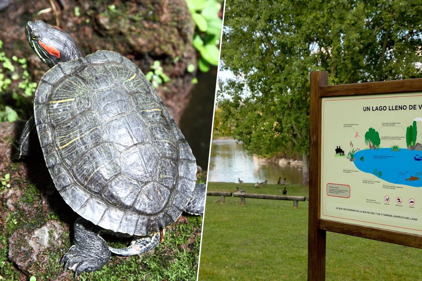 El Galápago de Florida ha encontrado un nuevo hogar: un lago en un barrio de Pamplona. Hace una década encontraron 300