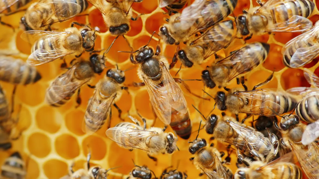 Una abeja reina no solo necesita alimentarse bien sino una habitación muy especial y una "corte" real