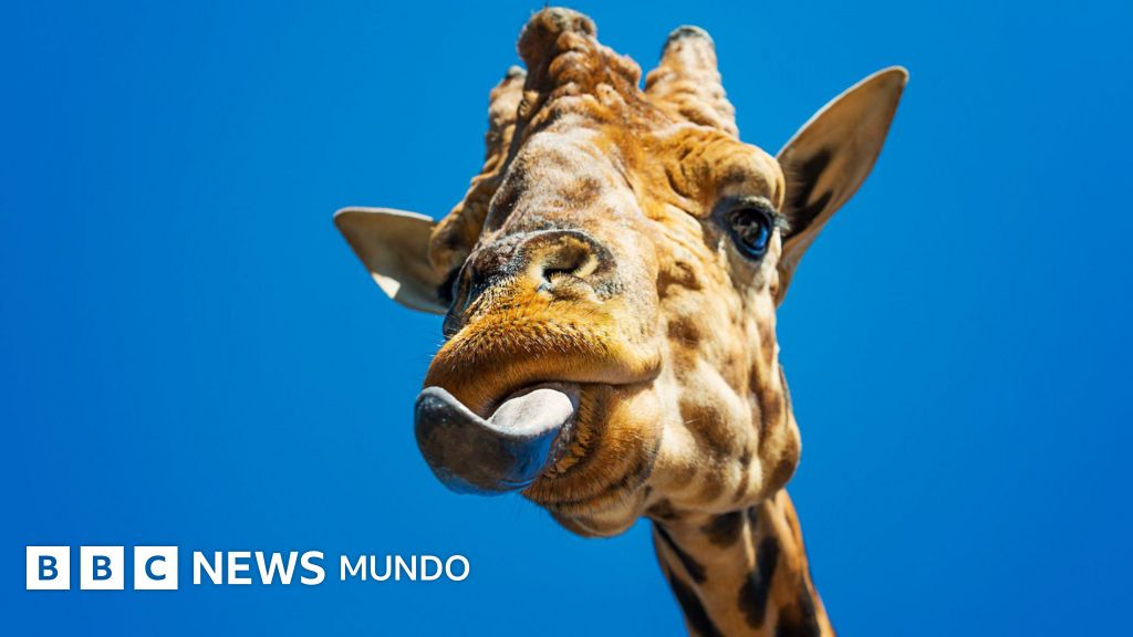 Cómo la lengua hizo posible que los animales salieran del mar y vivieran en la tierra