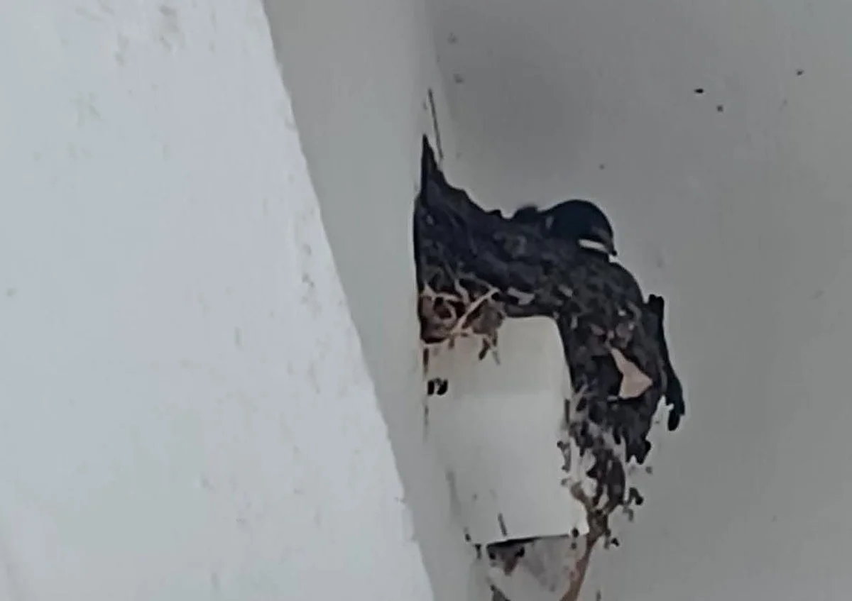 Barn swallow nest found after public appeal