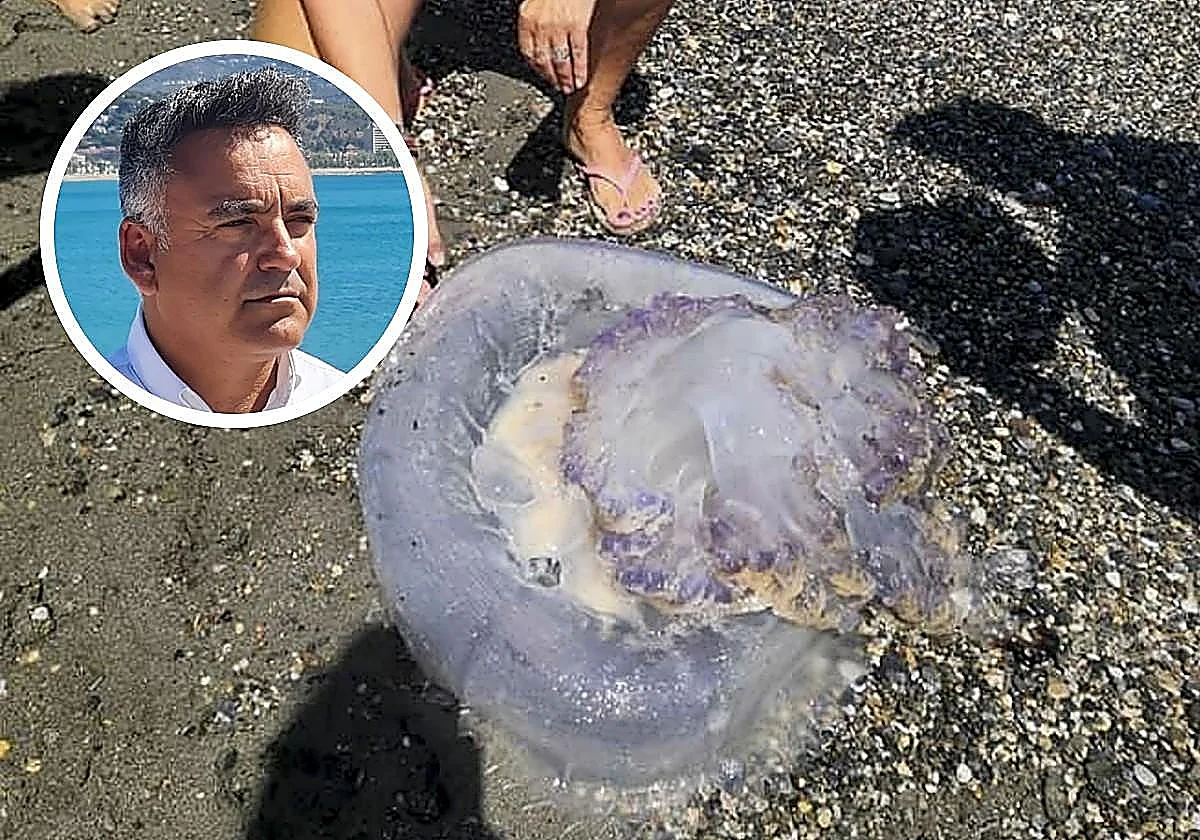 Will there will be lots of jellyfish on Granada's Costa Tropical this summer? An expert explains how to tell