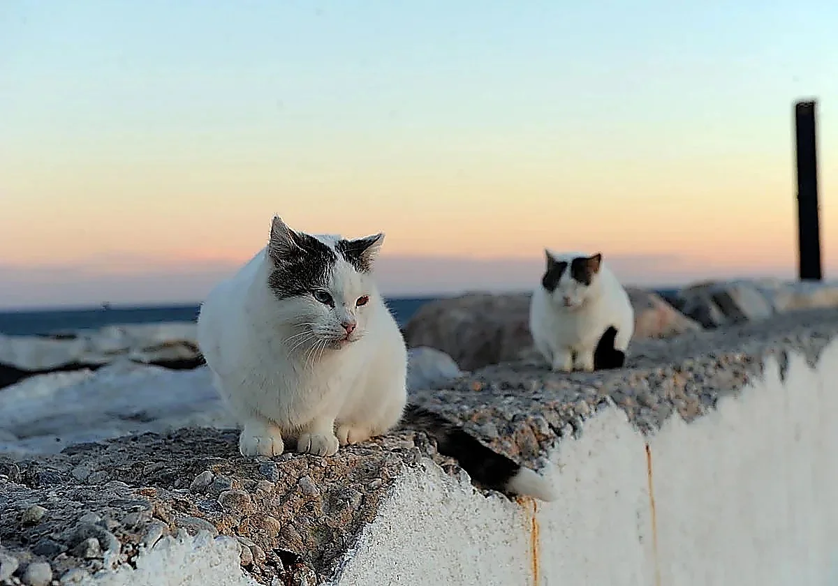 Marbella introduces new rules to regulate cat colonies