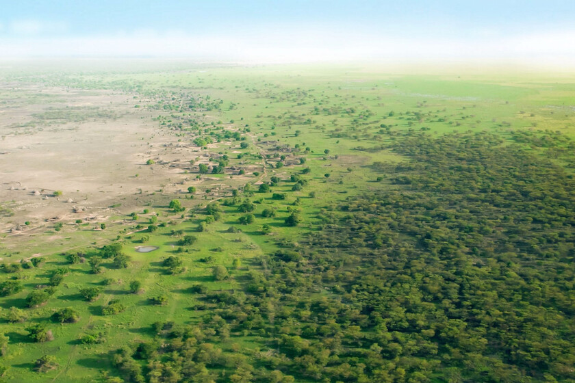 China plantó 66.000 millones de árboles donde antes solo había arena. Medio siglo después crecen más rápido que los bosques naturales