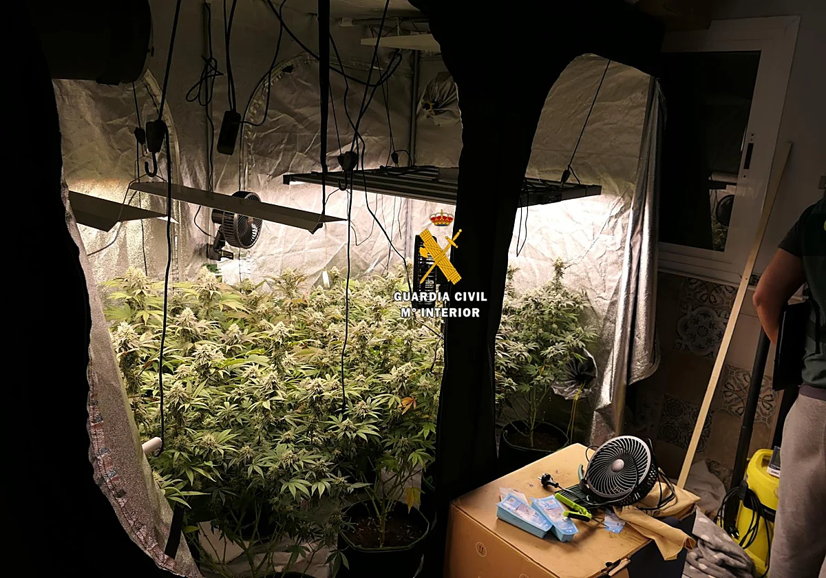 Desmantelan en Torrox un laboratorio de cannabis que elaboraba aceites, gominolas y pastillas