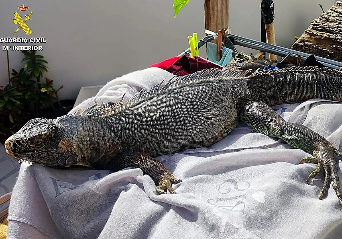 Young caiman discovered during police raid on Seville flat