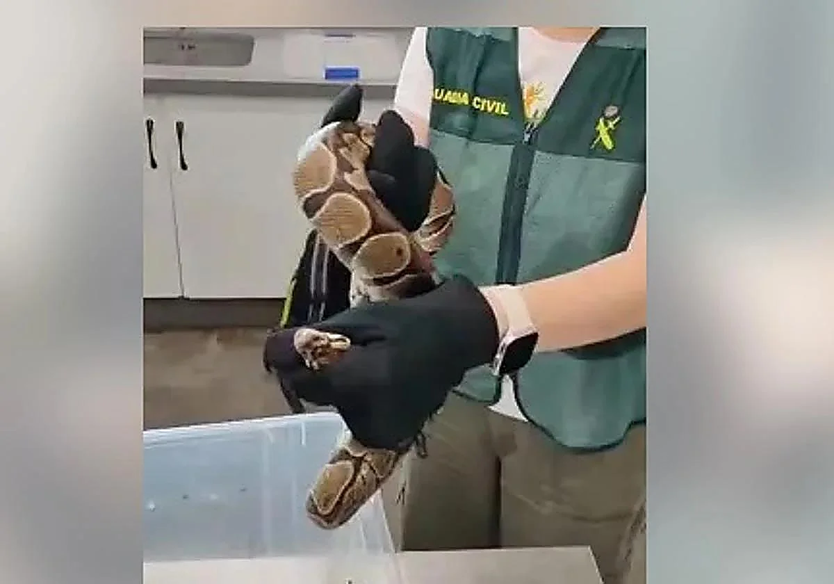 Investigados por enviar por paquetería una serpiente pitón bola y una culebra real de California