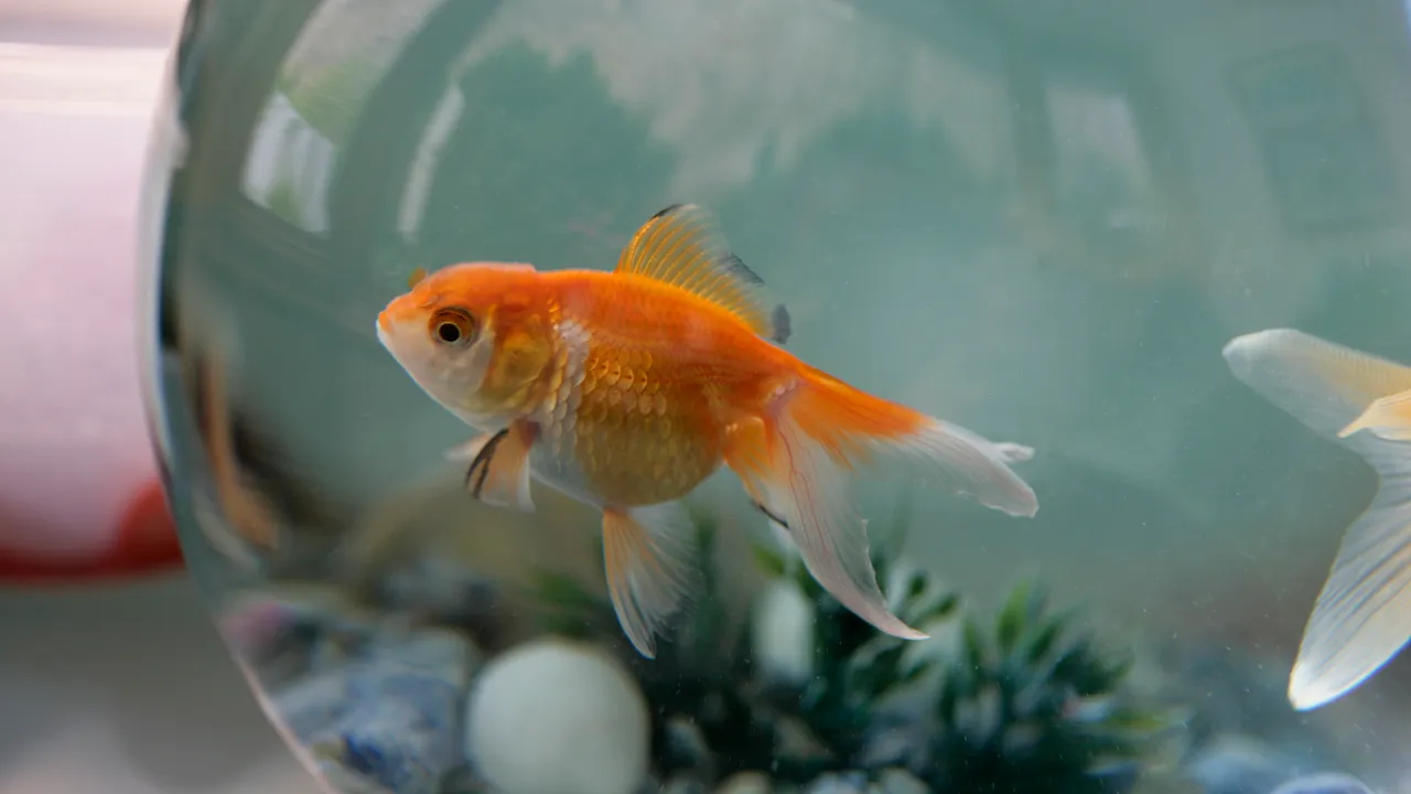 Liberar tus peces dorados en la naturaleza puede causar un desastre