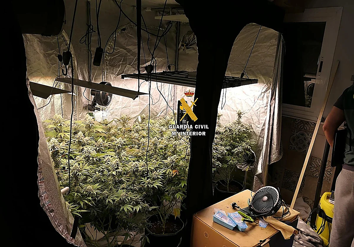 Malaga police dismantle cannabis laboratory in Torrox that produced oils, gummies and pills