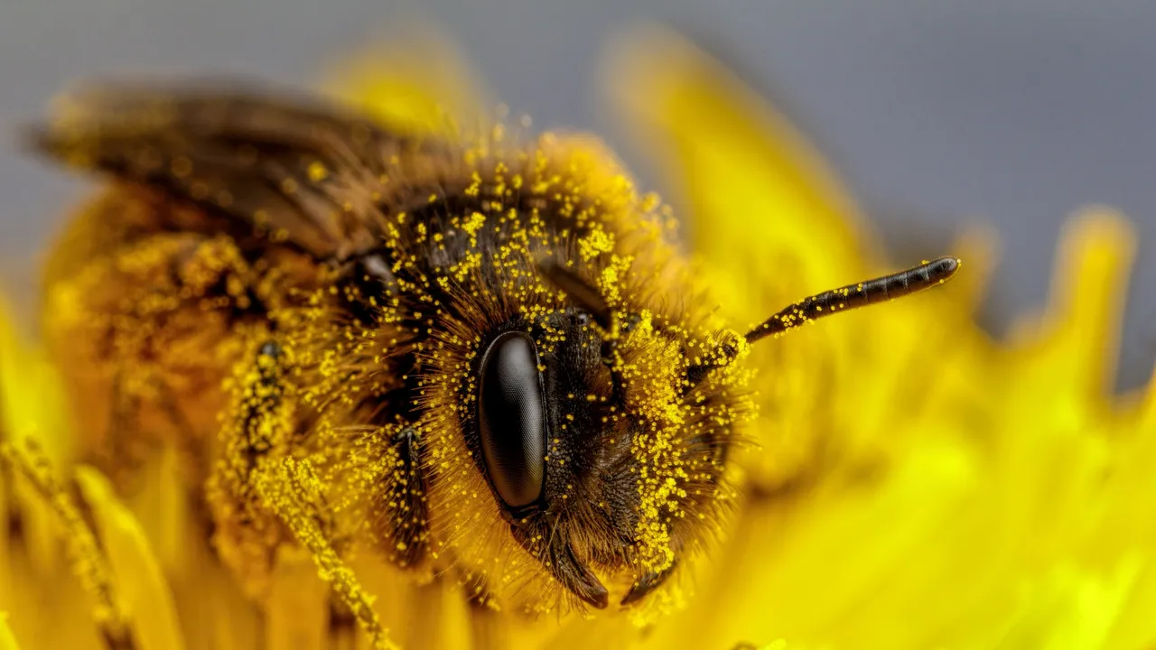 La corte mexicana por fin analiza reconocer a las abejas como sujetos de derecho