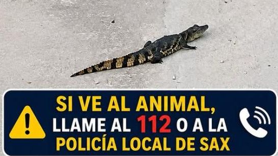 Alerta en Sax por un caimán en el río Vinalopó en un nuevo caso de abandono de reptiles