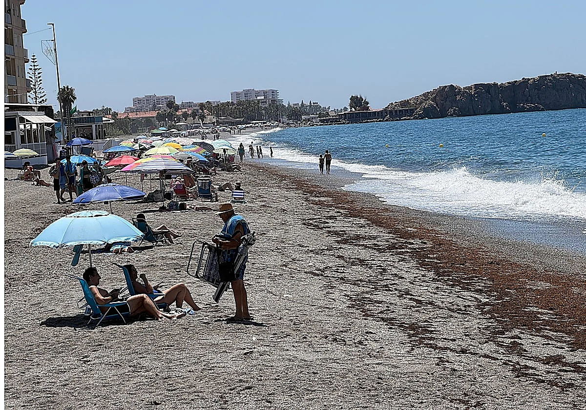 Asian seaweed returns to the beaches of Granada province's Costa tropical