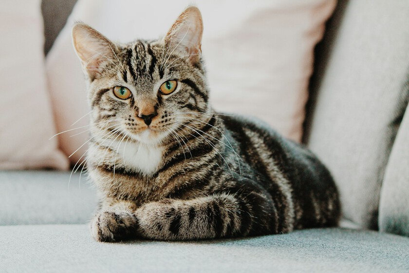 Los expertos lo tienen claro: "El confinamiento absoluto en pisos aburre y estresa a los gatos, alterando su naturaleza"