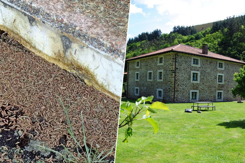 La parroquia de Folgueras de Cornás ha encontrado su enemigo número uno: una invasión de gusanos