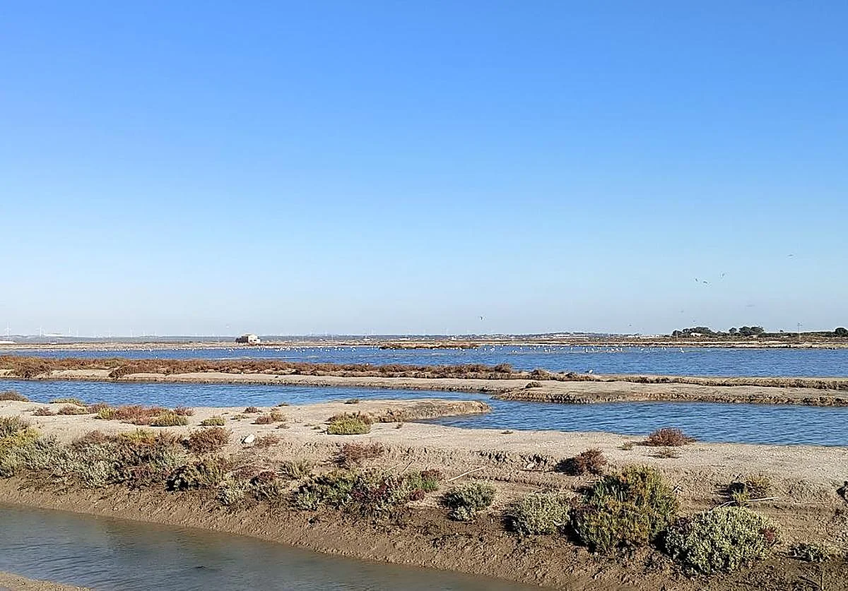 Andalusien fördert das erste Blue-Carbon-Projekt zur CO2-Speicherung