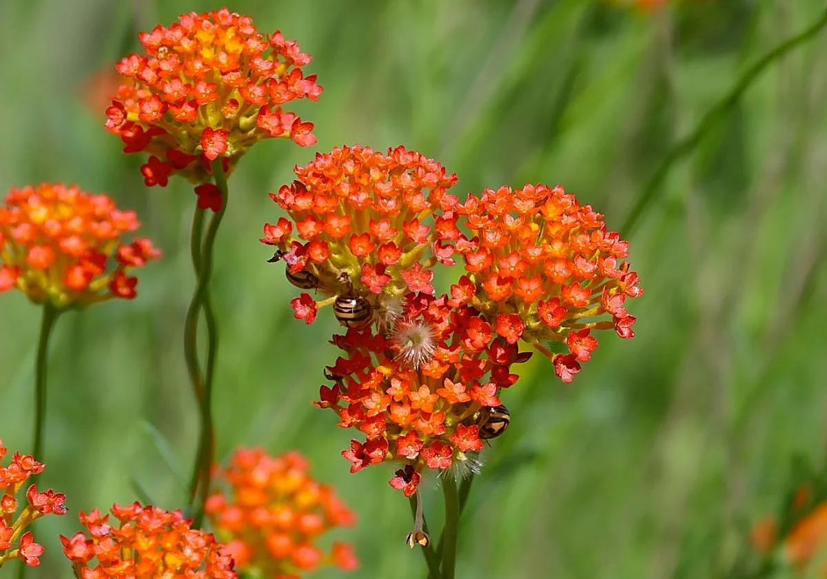 Gardening in southern Spain: Lasiosiphon rubescens