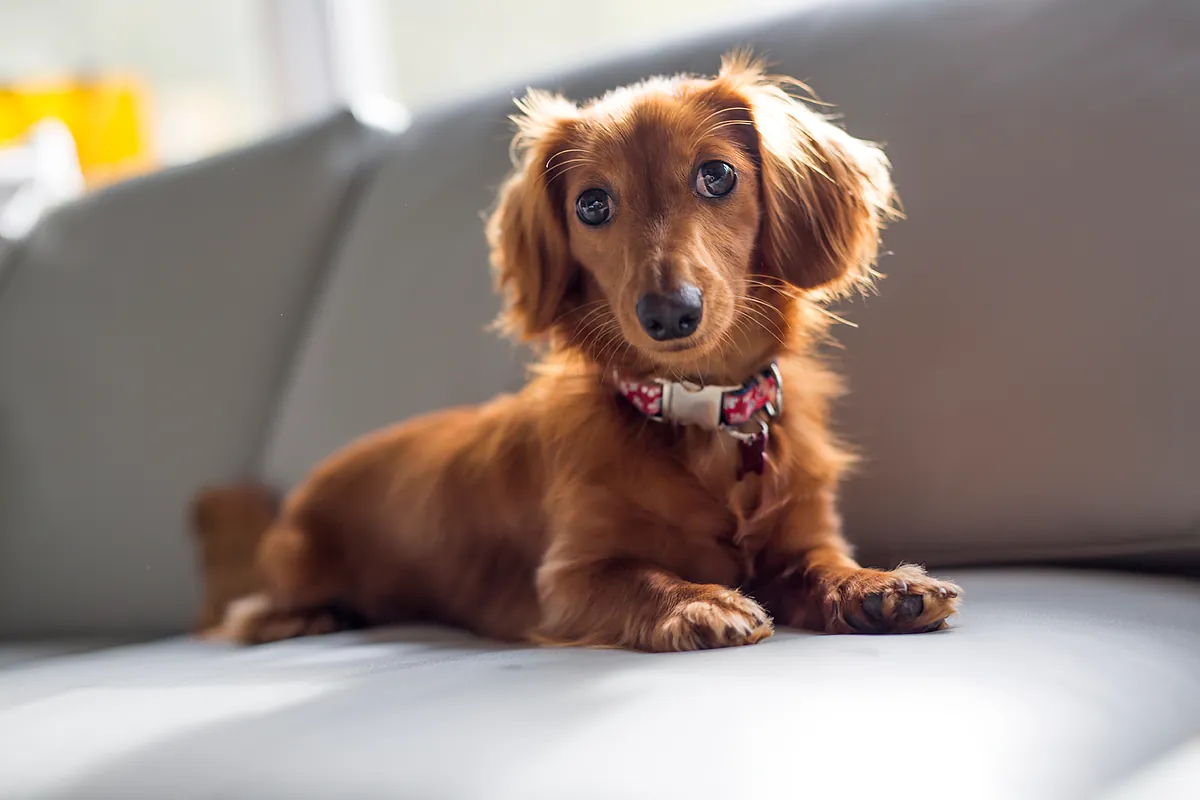 La Ley de Propiedad Horizontal dice: si el perro de tu vecino no deja de ladrar, puedes acudir al artículo 6