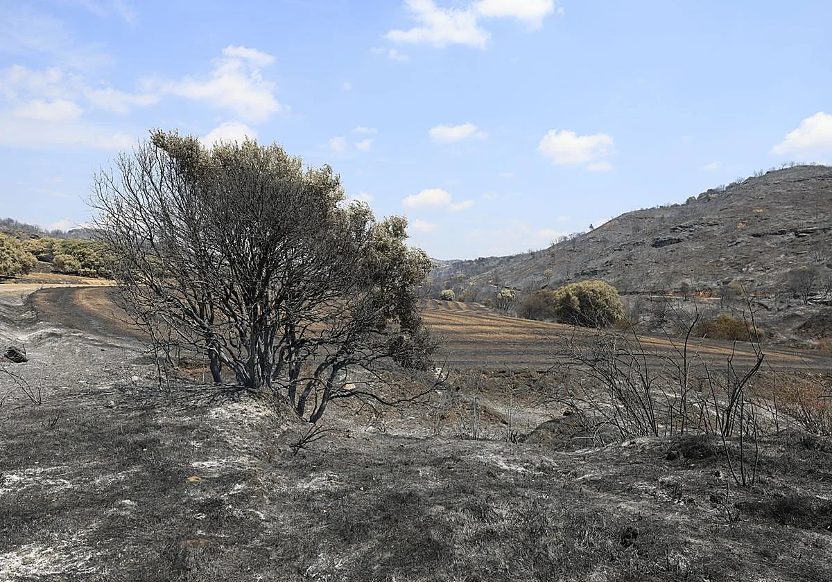 El operativo logra frenar el avance del incendio de Zaragoza y mantiene estable el perímetro